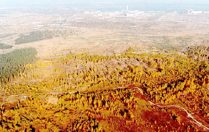 Chernobyl: drone sorvola la ‘Foresta Rossa’, l’area più radioattiva al mondo