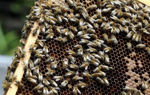 Moria di api in Messico, 1600 milioni morte in quattro anni: “Un fenomeno difficile da fermare”