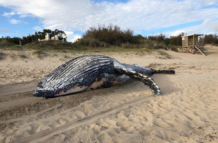Trovata un’enorme balena morta in mezzo alla spiaggia, è allarme