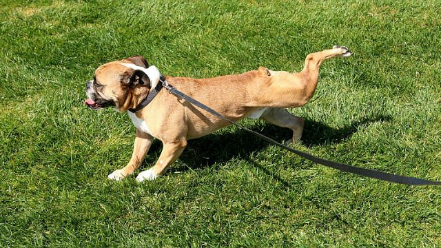 cane-1.jpg