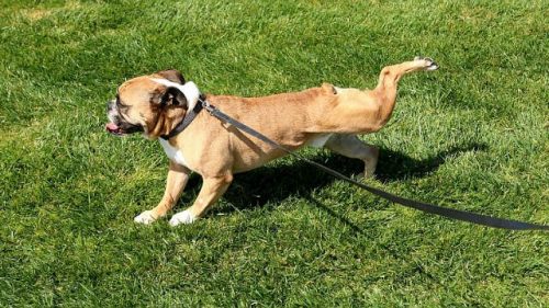 Animali: perché i cani raschiano il terreno dopo i bisogni?