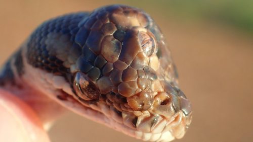 Serpente a tre occhi scoperto in Australia