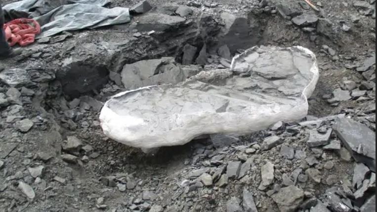fossile mosasauro
