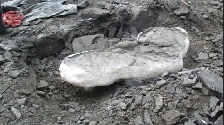 Scoperta sensazionale: portato alla luce un fossile di mosasauro