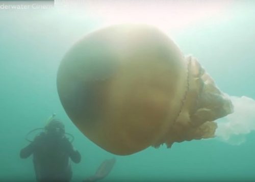 Inghilterra: si tuffa in acqua e incontra gigantesca medusa. Il video