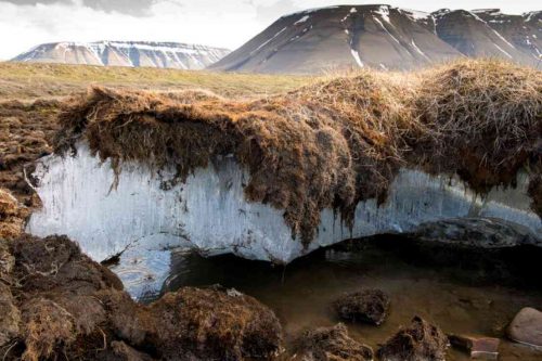 Lo scioglimento del permafrost potrebbe rilasciare agenti patogeni mortali per un terzo della biodiversità