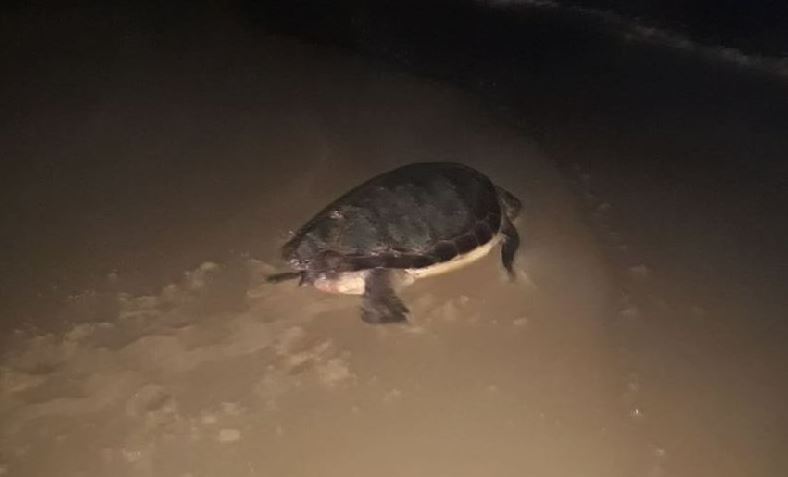 tartaruga-caretta-caretta-1.jpg