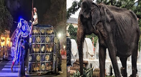 Sri Lanka: l’elefante costretto a sfilare malato e denutrito