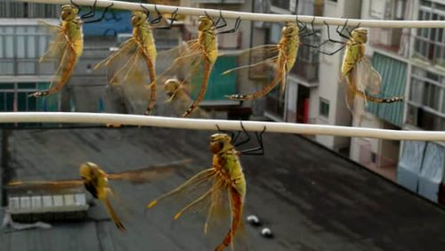 Invasione di libellule a Torino: balconi assediati dagli insetti