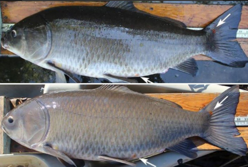 Natura: scoperto pesce di 112 anni. E’ record