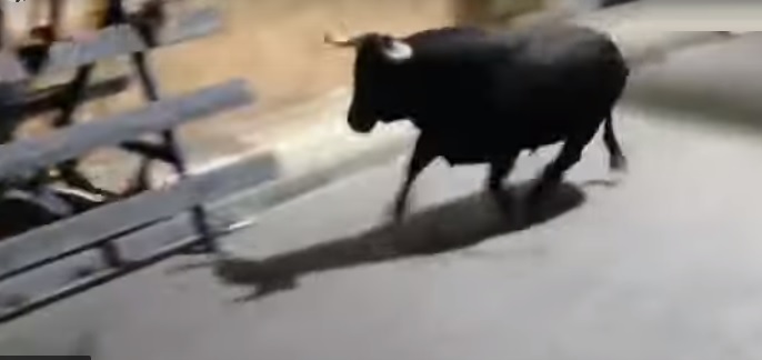 Spagna: toro colpisce turista lanciandolo in aria. Il video