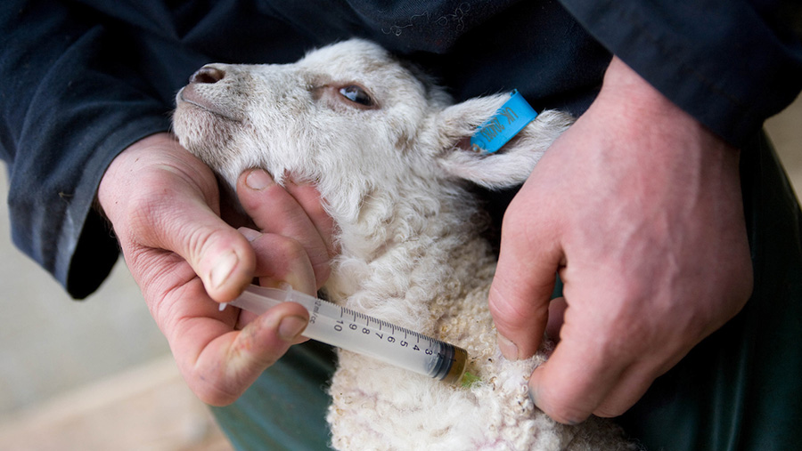 Resistenza agli antibiotici negli animali: in arrivo una minaccia globale