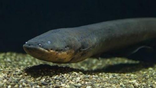 Natura: scoperte anguille che generano scarica di 860 volt