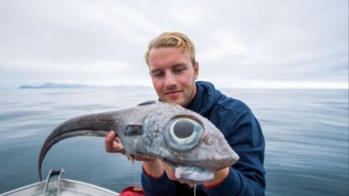 Un mostruoso ”pesce degli abissi” pescato in Norvegia