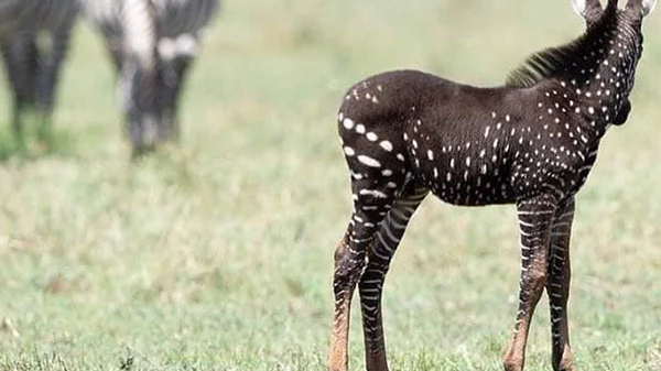 cropped-zebra-1.png
