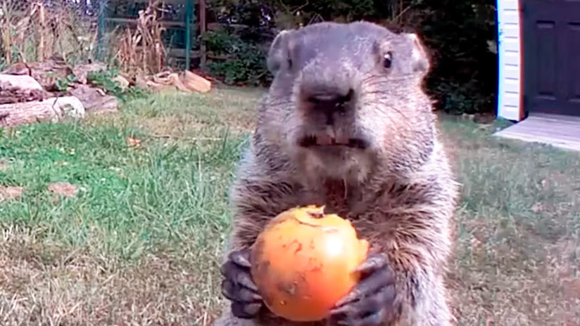Telecamere per scovare ladri di frutta: scopre una marmotta