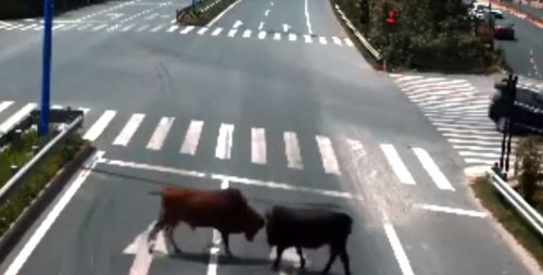 Cina: due tori vaganti si scontrano davanti alle auto