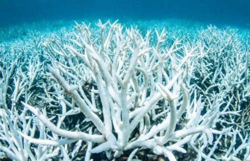 Natura: i coralli morti sono in grado di ‘risorgere’