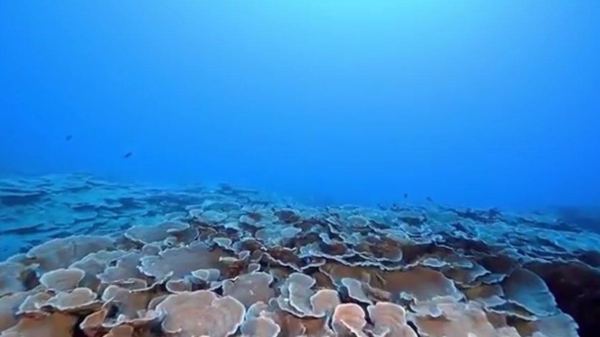 cropped-benham-rise-1.jpg