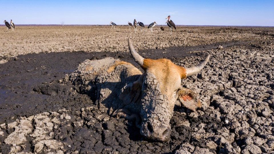 Botswana: la siccità fa strage di animali nell’Okawango