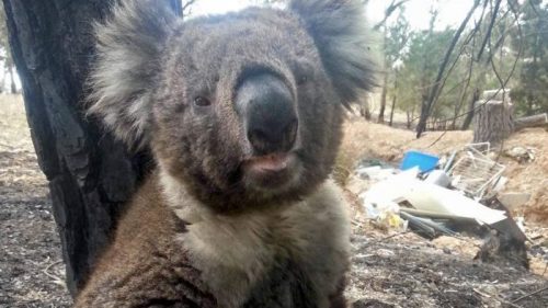 Australia: un incendio potrebbe aver ucciso centinaia di koala
