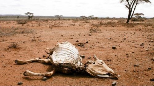 Namibia: la siccità fa strage di animali. L’allarme del governo
