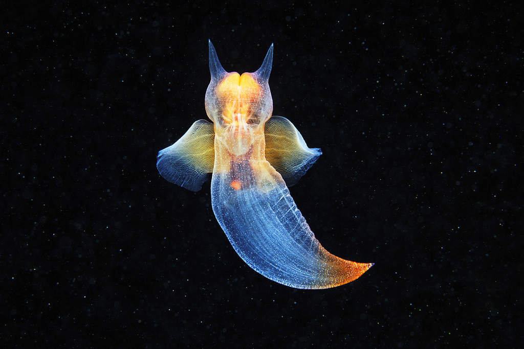 lumaca-aliena-2.jpg