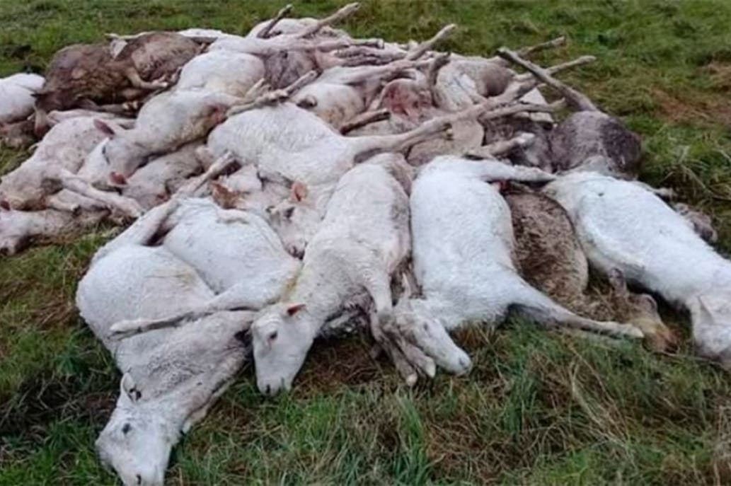 Argentina: crollano le temperature, 3.500 pecore morte di ipotermia