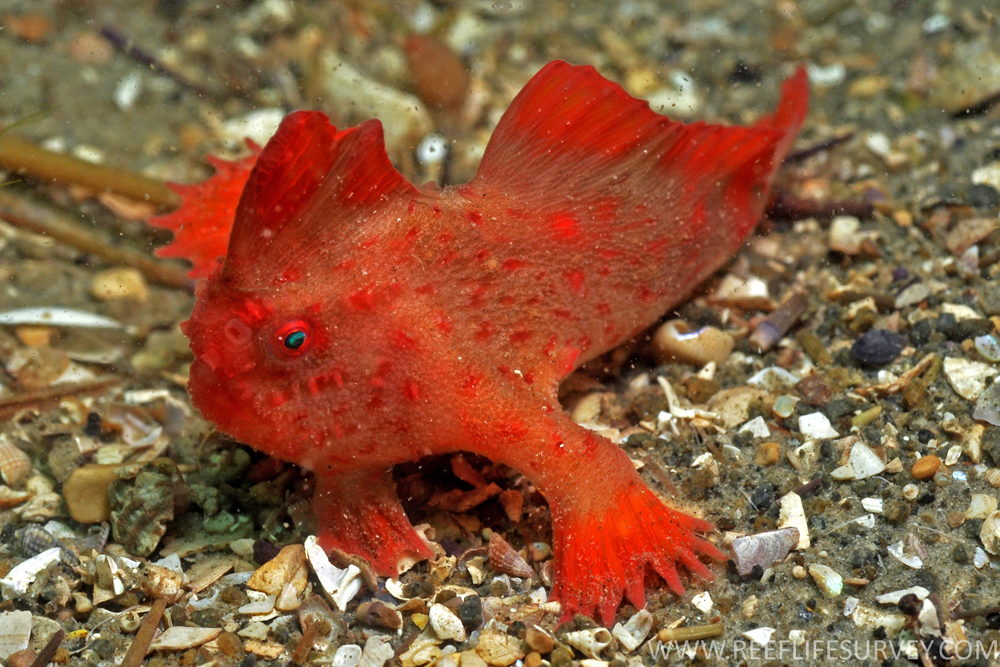 Pesce che cammina: il rarissimo Red Handfish. Il video