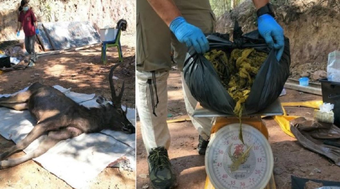 Trovato cervo morto con 7 Kg di immondizia nello stomaco
