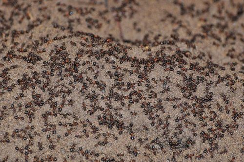 Polonia: un milione di formiche liberate da un bunker nucleare