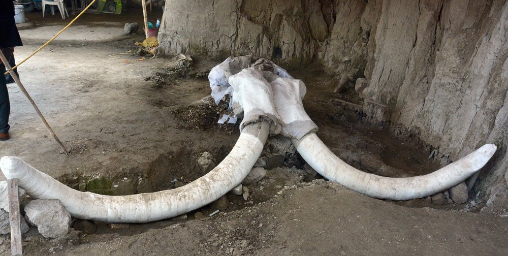 mammut-1.jpg