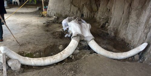 Mammut ‘catturati’ in trappola: la scoperta in Messico