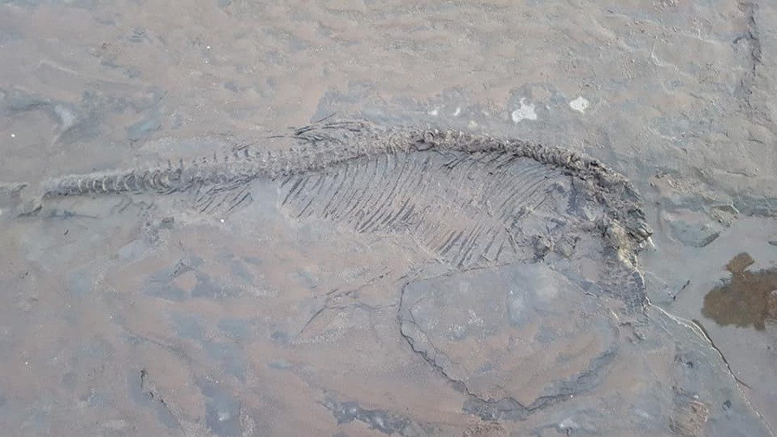 cropped-fossile-1.jpg