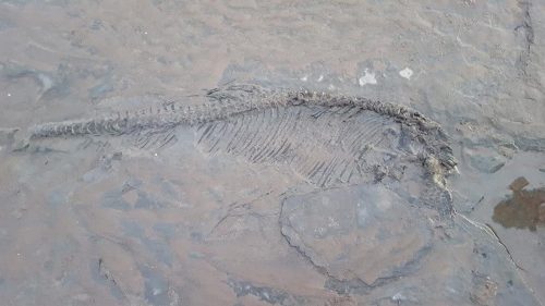 Inghilterra: porta a spasso i cani e scopre fossile di 65 milioni di anni