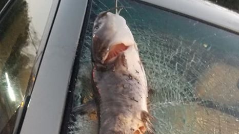 Pesce gatto cade dal cielo e distrugge parabrezza di un’auto