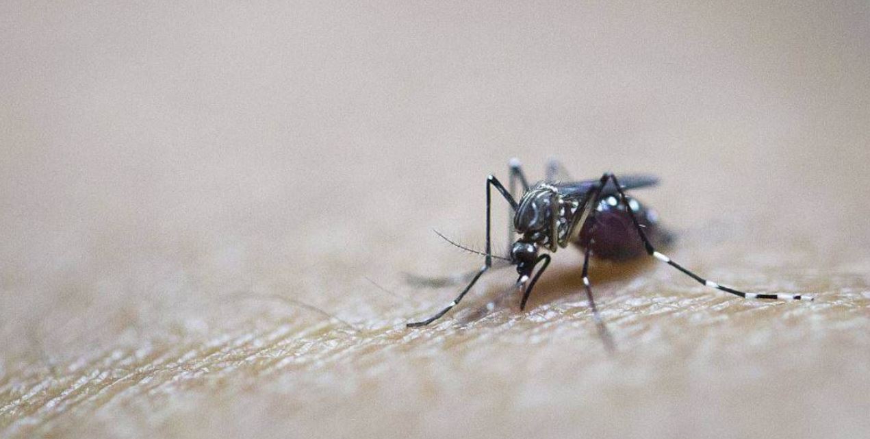 Scoperto perchè le zanzare stanno diventando più resistenti agli insetticidi