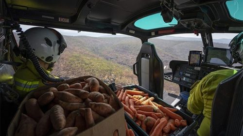 Australia: il National Park lancia cibo dagli elicotteri per gli animali