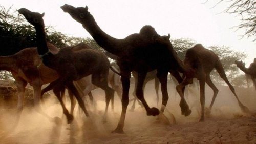 Australia: cammelli assetati seminano il caos. Decretato l’abbattimento