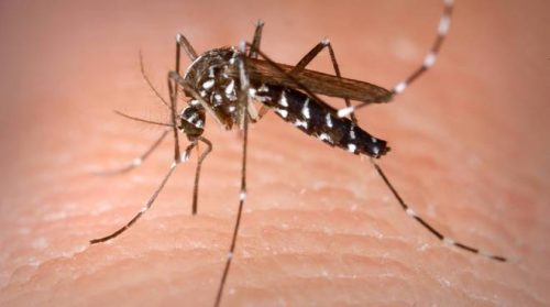 Paraguay: è emergenza dengue. Contagiato anche il presidente Benitez