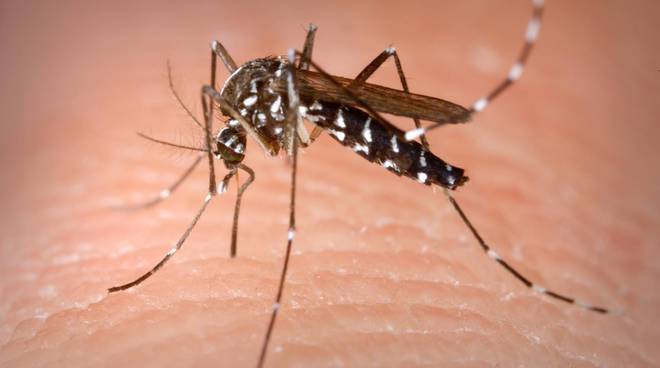 Paraguay: è emergenza dengue. Contagiato anche il presidente Benitez