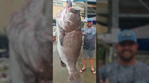 Pesce di 160 chili catturato in Florida. E’ record
