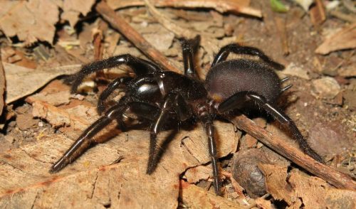 Australia: dopo gli incendi e la pioggia, arrivano i ragni velenosi