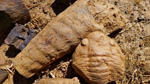 Scoperto in Spagna un “raro fossile marino” di 465 milioni di anni fa
