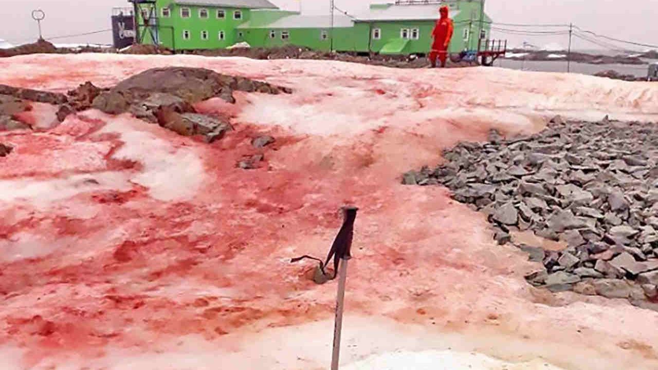Antartide: il ghiaccio si tinge di rosso sangue sull’isola di Galindez