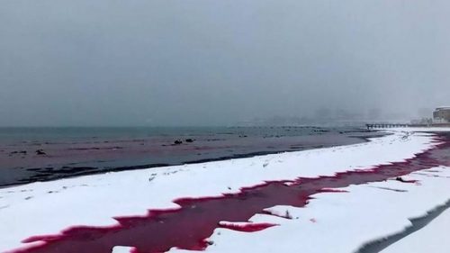 Kazakistan: le coste del Caspio si colorano di rosso sangue. Il video