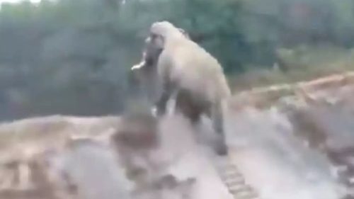 Un elefante ‘sale sulle scale’: la sorprendente capacità dell’animale in un video