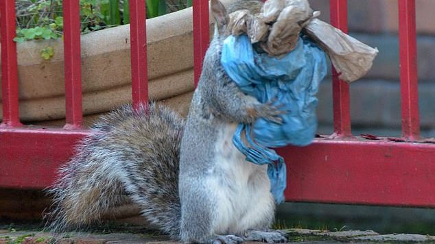 Londra: gli scoiattoli usano la plastica per costruire i nidi