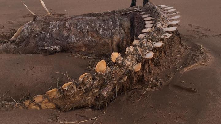 Scozia: uno scheletro misterioso sulla spiaggia di Aberdeen