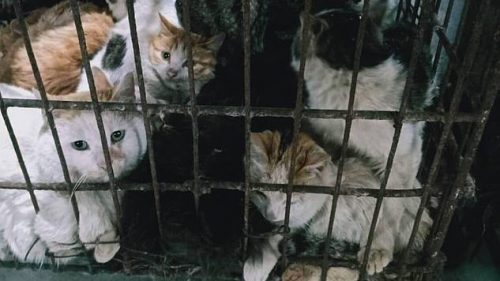 In Cina tornano i mercati di animali: ancora in vendita cani, gatti, serpenti e pipistrelli
